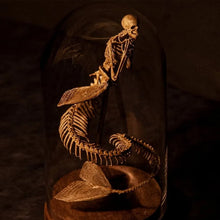 Load image into Gallery viewer, Skeleton Curiosity Cabinet