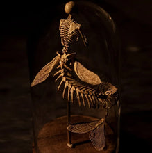 Load image into Gallery viewer, Skeleton Curiosity Cabinet