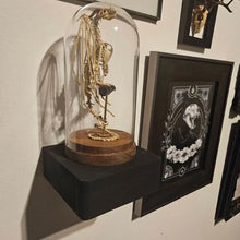 Load image into Gallery viewer, Skeleton Curiosity Cabinet