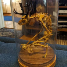 Load image into Gallery viewer, Skeleton Curiosity Cabinet