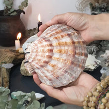 Load image into Gallery viewer, Abalone Shell/Lion’s Paw Shell/Scallop Shell Journal