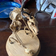 Load image into Gallery viewer, Skeleton Curiosity Cabinet