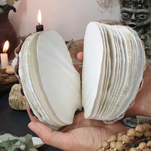 Load image into Gallery viewer, Abalone Shell/Lion’s Paw Shell/Scallop Shell Journal