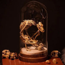 Load image into Gallery viewer, Skeleton Curiosity Cabinet
