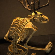 Load image into Gallery viewer, Skeleton Curiosity Cabinet