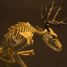 Load image into Gallery viewer, Skeleton Curiosity Cabinet