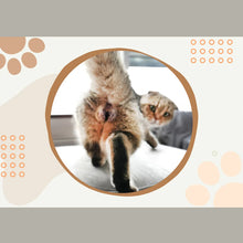 Load image into Gallery viewer, Funniest calendar of the century | Funny Cat Calendar 2024
