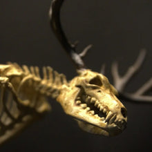 Load image into Gallery viewer, Skeleton Curiosity Cabinet