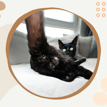 Load image into Gallery viewer, Funniest calendar of the century | Funny Cat Calendar 2024