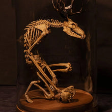 Load image into Gallery viewer, Skeleton Curiosity Cabinet