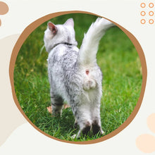 Load image into Gallery viewer, Funniest calendar of the century | Funny Cat Calendar 2024