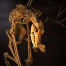 Load image into Gallery viewer, Skeleton Curiosity Cabinet
