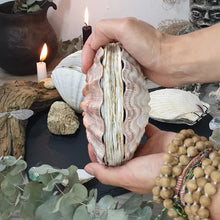 Load image into Gallery viewer, Abalone Shell/Lion’s Paw Shell/Scallop Shell Journal
