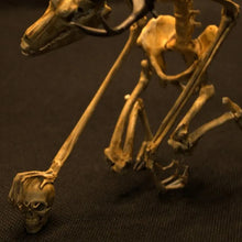Load image into Gallery viewer, Skeleton Curiosity Cabinet