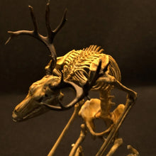 Load image into Gallery viewer, Skeleton Curiosity Cabinet
