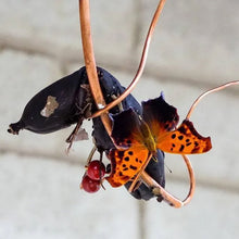 Load image into Gallery viewer, Butterfly Banana Hammock-Butterfly Feeder