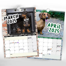 Load image into Gallery viewer, Frekke dachshunder - 2025 veggkalender