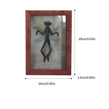 Load image into Gallery viewer, Mysterious Mummified Fairy in Frame