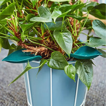 Load image into Gallery viewer, Funny Watering Leaves (6pcs)