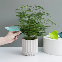 Load image into Gallery viewer, Funny Watering Leaves (6pcs)