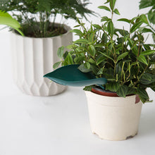 Load image into Gallery viewer, Funny Watering Leaves (6pcs)