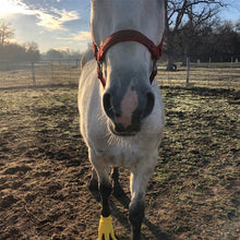 Load image into Gallery viewer, Funny Feet For Horse