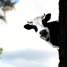 Load image into Gallery viewer, Cute Cows Head Shape Iron Silhouette