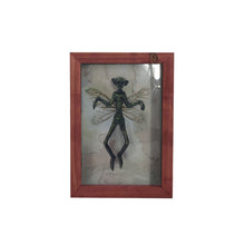 Load image into Gallery viewer, Mysterious Mummified Fairy in Frame