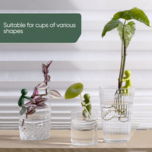Load image into Gallery viewer, Plant Propagation Buddy