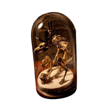 Load image into Gallery viewer, Skeleton Curiosity Cabinet
