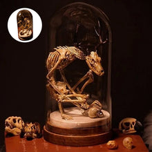 Load image into Gallery viewer, Skeleton Curiosity Cabinet