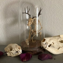 Load image into Gallery viewer, Skeleton Curiosity Cabinet