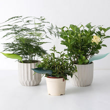 Load image into Gallery viewer, Funny Watering Leaves (6pcs)