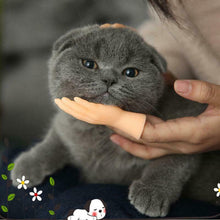 Load image into Gallery viewer, Funny Cat Massage Gloves